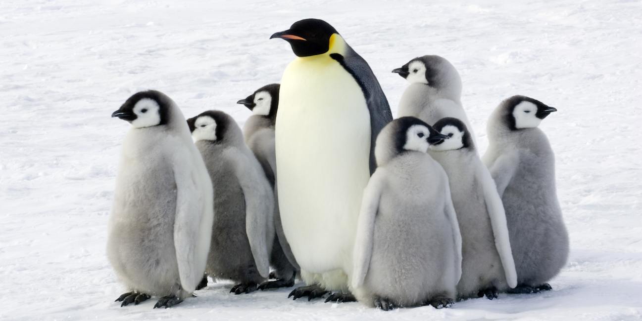 Gia đình Chim cánh cụt